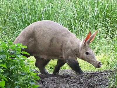 Impact of Behavioral Opportunities on Aardvark Welfare