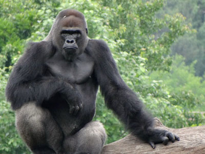 Validating and Applying a Qualitative Behavioral Assessment Tool Designed for Gorillas