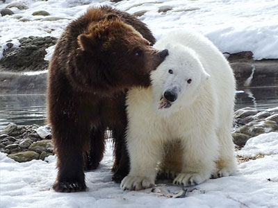 Behavioral and Physiological Development of Polar Bear Cubs