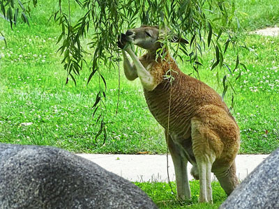 Visitor Effects on Kangaroos During and After a Covid Zoo Closure