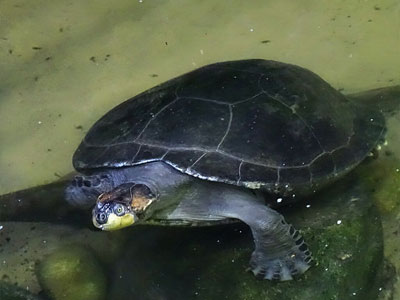 Exploring and Mitigating Visitor Effects on Reptile Welfare