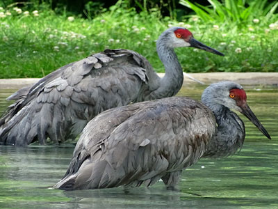 Welfare Effects of Injuries Obtained in the Wild for Non-Releasable Sandhill Cranes