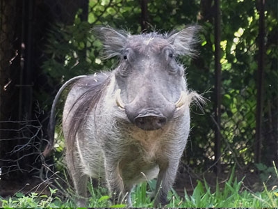 Using Foraging Ecology to Understand Warthog Habitat Preferences