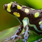 Poison Dart Frog
