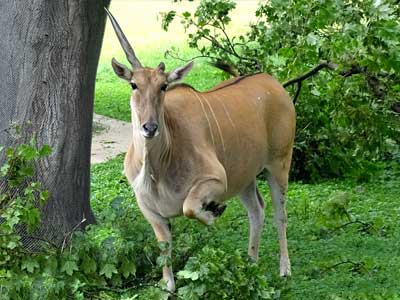 Impacts of Installing New Habitat Structures on Mammal Welfare
