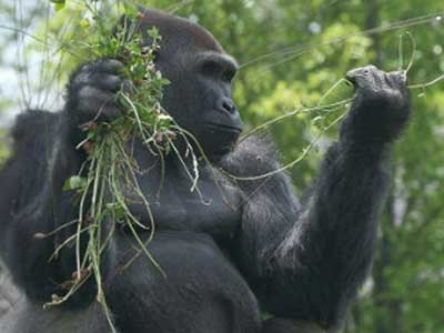 The Impact of Browse on the Welfare of Gorillas