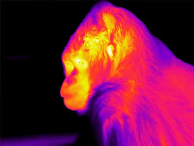Using Infrared Thermography to Understand Gorilla Welfare