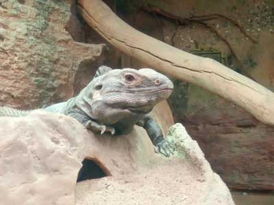 Behavioral Effects of Visitor Presence on Six Reptile Species