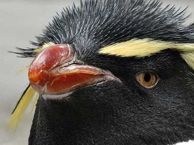 Effects of Cataract Surgery on Crested Penguins