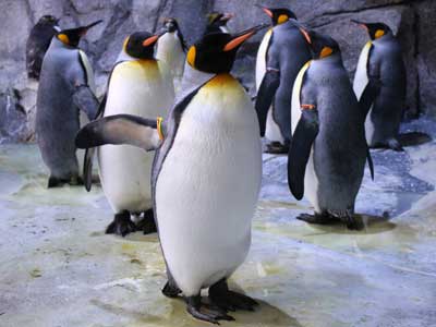 Increasing Space and Habitat Complexity for King Penguin Welfare