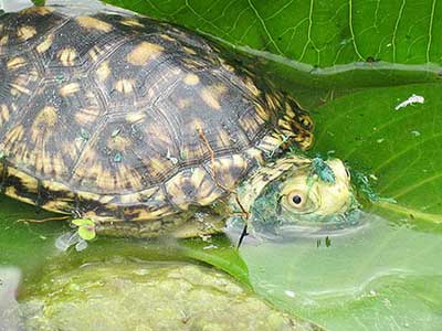 Implications of Personality in Blanding’s Turtles