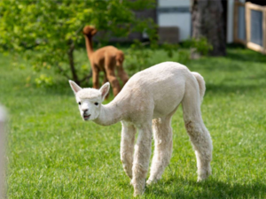 Monitoring Animal Well-Being Throughout the Opening of Fred and Barbara Erb Discovery Trails