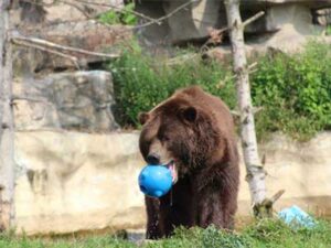 Validating a New Indicator of Welfare for Grizzly Bears