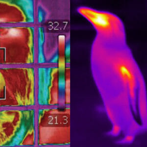 CZAW Projects - Thermography