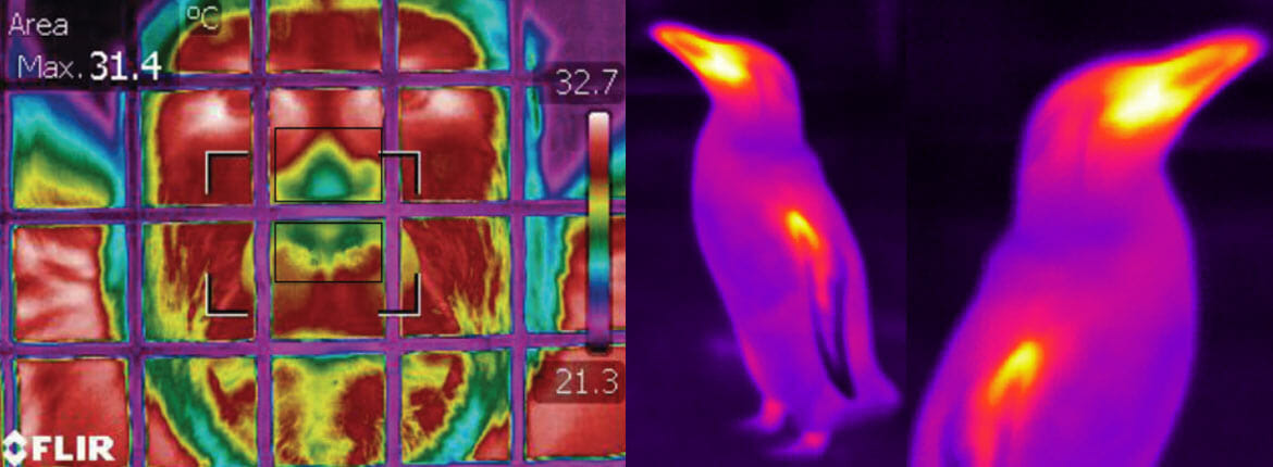 CZAW Projects - Thermography