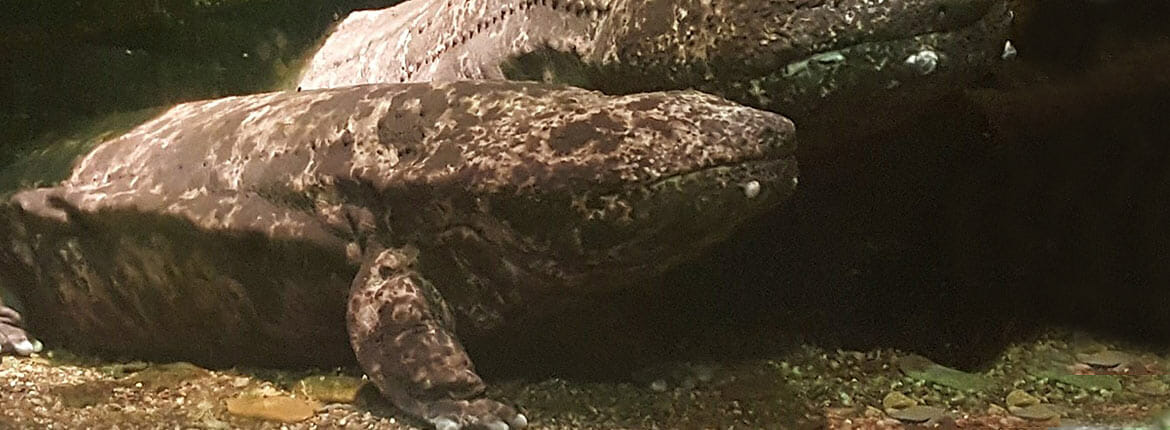A photo of two Japanese giant salamanders