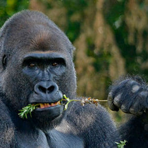 A photo of a gorillas eating off a branch