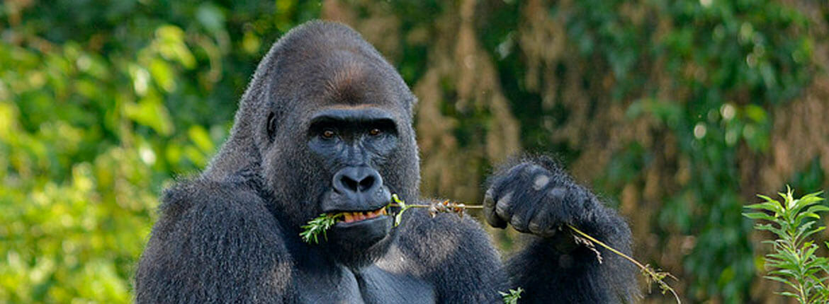 A photo of a gorillas eating off a branch