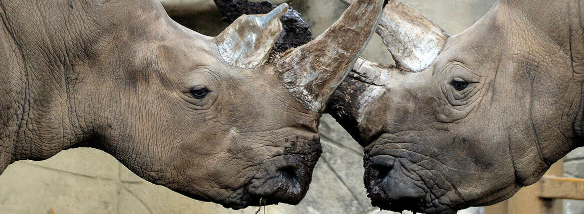A photo of two Rhinos